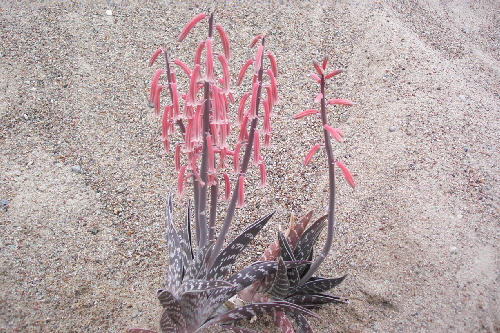 aloe variegata